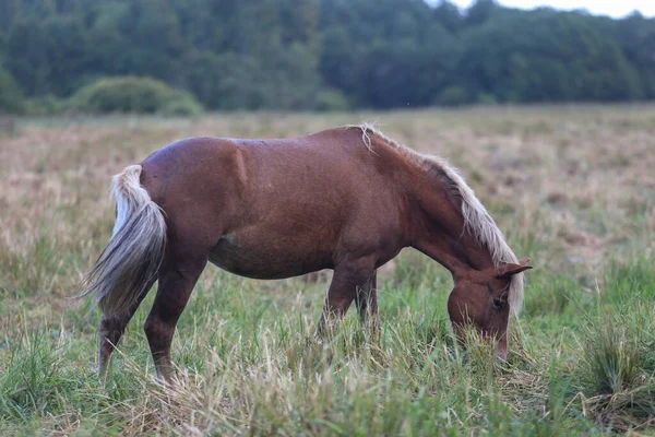 一大早 马在雨中自由地吃草 — 图库照片