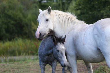 Çayırda tayıyla karabasan.
