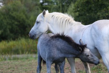 Çayırda tayıyla karabasan.