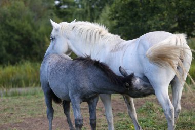 Çayırda tayıyla karabasan.