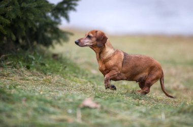 Parkta dachshund köpeği