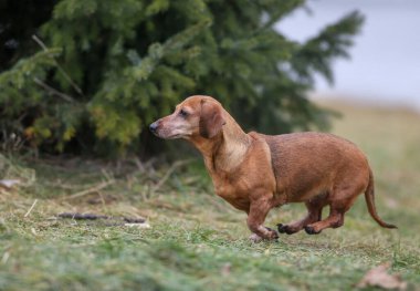 Parkta dachshund köpeği