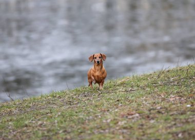 Parkta dachshund köpeği