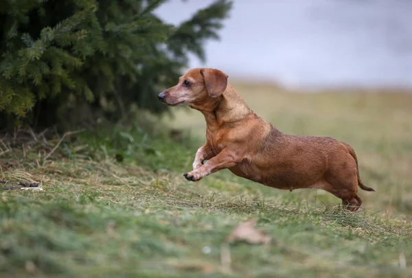 Parkta Dachshund Köpeği — Stok fotoğraf