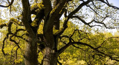 Yaşlı ağaç gövdeleri yosun ile kaplıdır.