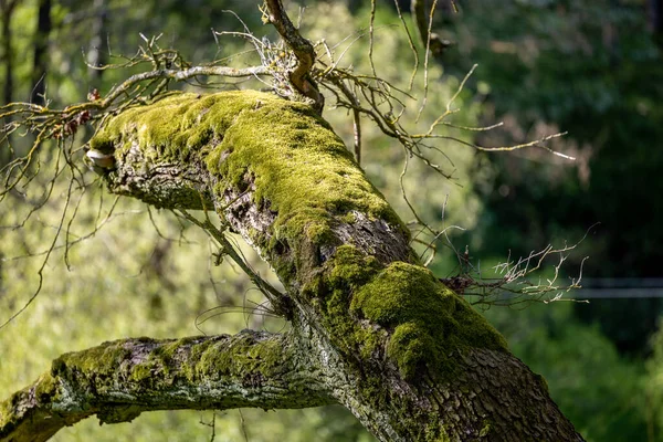 나무줄기는 이끼로 뒤덮여 — 스톡 사진