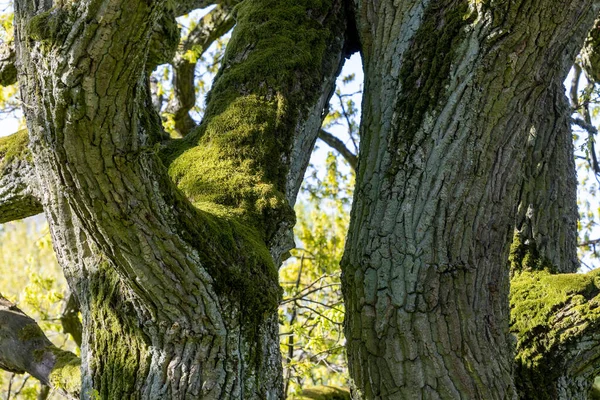 Παλιοί Κορμοί Δέντρων Είναι Κατάφυτοι Βρύα — Φωτογραφία Αρχείου