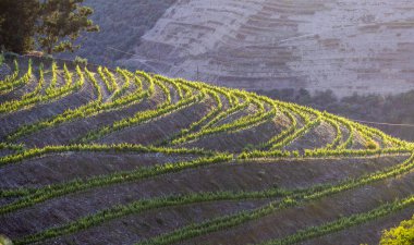 douro Valley, alto douro şarap bölgesi Kuzey Portekiz teraslı üzüm bağları