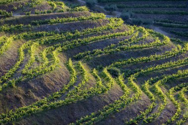 douro Valley, alto douro şarap bölgesi Kuzey Portekiz teraslı üzüm bağları