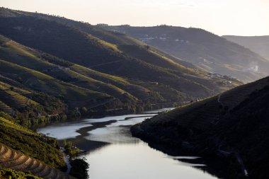 douro Valley, alto douro şarap bölgesi Kuzey Portekiz teraslı üzüm bağları
