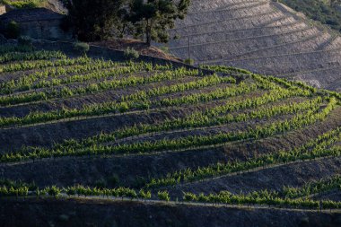 douro Valley, alto douro şarap bölgesi Kuzey Portekiz teraslı üzüm bağları