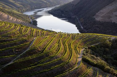 douro Valley, alto douro şarap bölgesi Kuzey Portekiz teraslı üzüm bağları