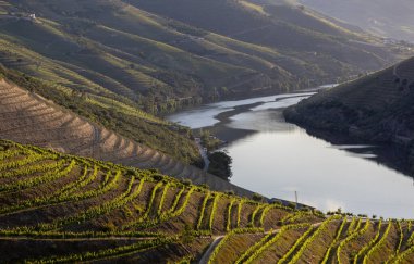douro Valley, alto douro şarap bölgesi Kuzey Portekiz teraslı üzüm bağları