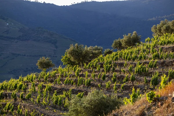 Douro Valley Alto Douro Şarap Bölgesi Kuzey Portekiz Teraslı Üzüm — Stok fotoğraf
