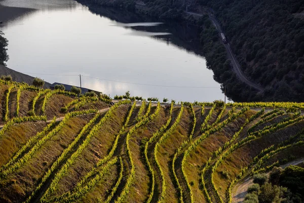 Terrassenförmige Weinberge Douro Tal Alto Douro Weinregion Nordportugal — Stockfoto
