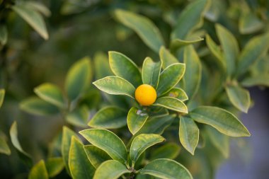 Taze organik kumkatlar ağaçta olgunlaşır