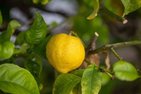レモンの森の木から吊るされたレモンのクローズアップ — ストック写真