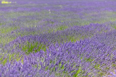 Provence, Fransa 'daki lavanta tarlası. Yazın açan lavanta çiçekleri.