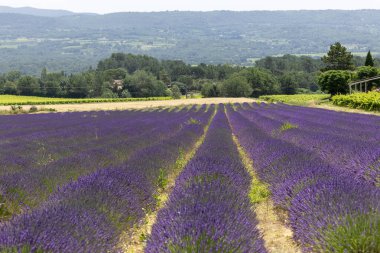 Provence, Fransa 'daki lavanta tarlası. Yazın açan lavanta çiçekleri.