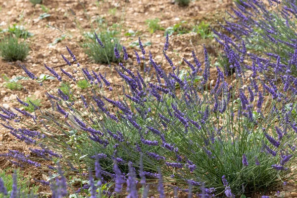 Lavendelfält Provence Frankrike Lavendel Blommor Blommar Sommaren — Stockfoto