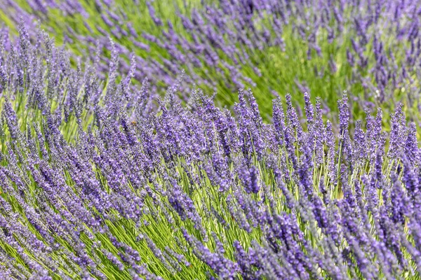 Stock image Lavender field in Provence, France. Lavender flowers blooming in summer.