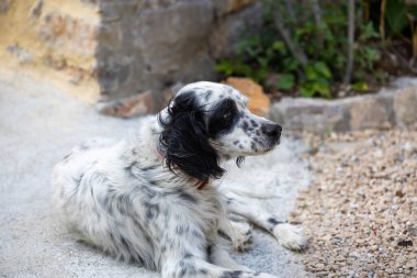 Bahçede İngiliz portresi