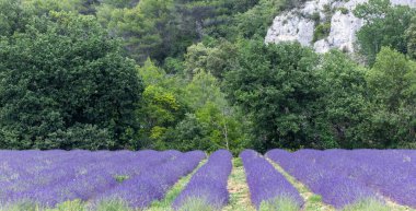 Provence, Fransa 'daki lavanta tarlası. Yazın açan lavanta çiçekleri.