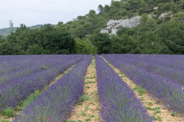 Provence, Fransa 'daki lavanta tarlası. Yazın açan lavanta çiçekleri.