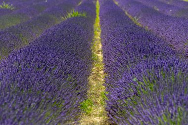 Provence, Fransa 'daki lavanta tarlası. Yazın açan lavanta çiçekleri.