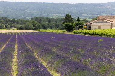 Provence, Fransa 'daki lavanta tarlası. Yazın açan lavanta çiçekleri.