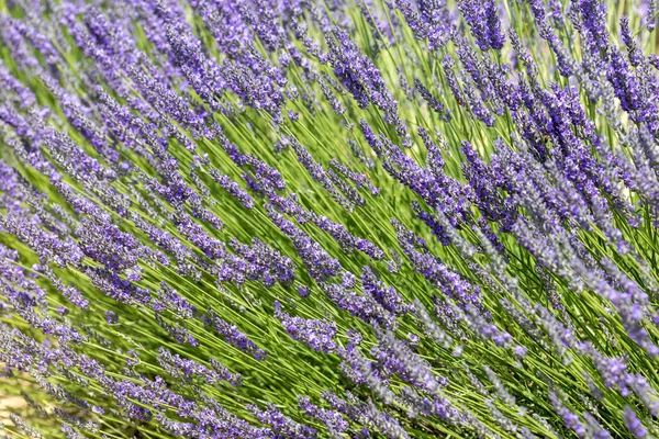 Provence, Fransa 'daki lavanta tarlası. Yazın açan lavanta çiçekleri.