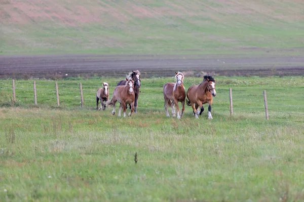 畑で草を食べている馬のグループ — ストック写真
