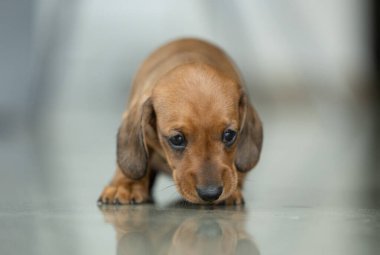 Çok küçük kahverengi bir dachshund köpeği.