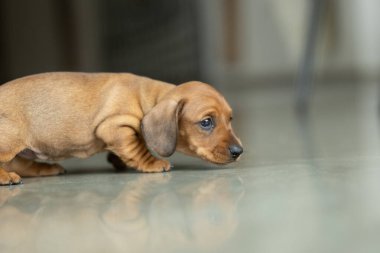 Çok küçük kahverengi bir dachshund köpeği.