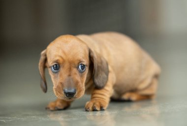 Çok küçük kahverengi bir dachshund köpeği.