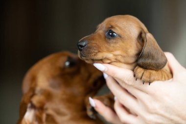Çok küçük kahverengi bir dachshund köpeği.