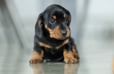 Çok küçük, siyah bir dachshund köpeği.