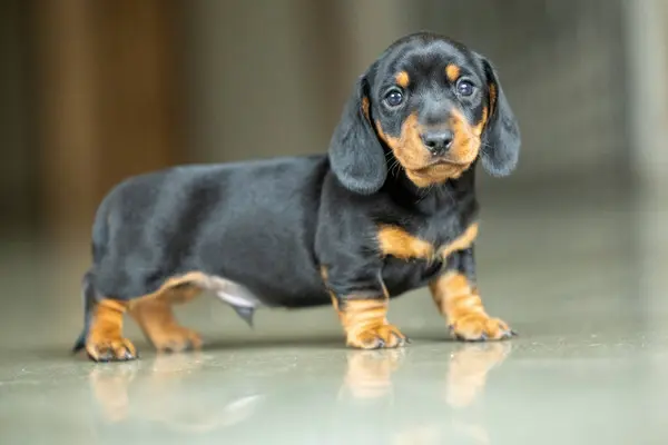 Very Small Young Black Dachshund Puppy Royalty Free Stock Photos
