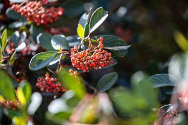 Sonbaharda bahçedeki bir çalılığın dalında kırmızı meyveler.