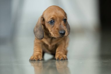 Çok küçük kahverengi bir dachshund köpeği.