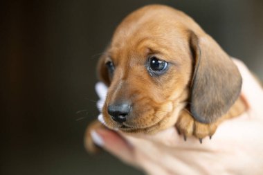 Çok küçük kahverengi bir dachshund köpeği.