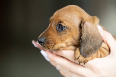 Çok küçük kahverengi bir dachshund köpeği.