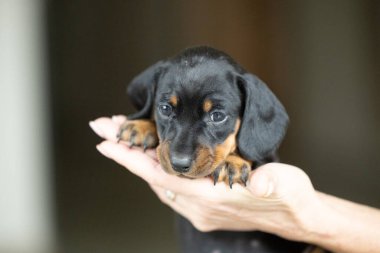 Çok küçük, siyah bir dachshund köpeği.