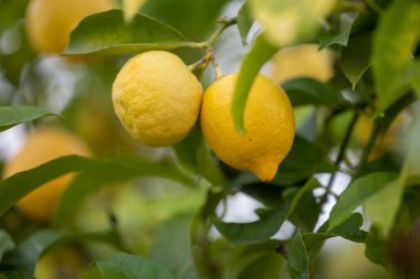 Limon koruluğundaki bir ağaçtan sarkan limonları kapatın.