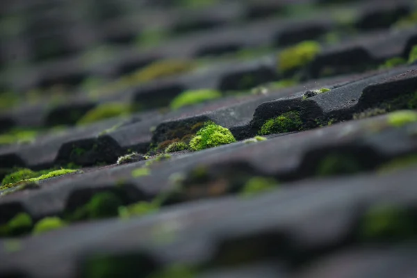Moss growing on the roof tiles. Close up. Selective focus.