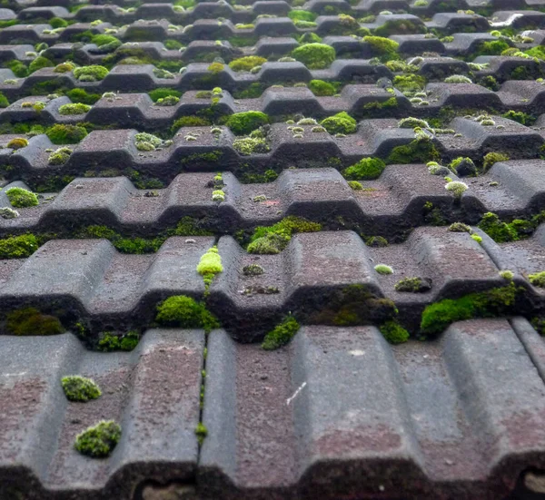 Moss growing on the roof tiles. Close up. Selective focus.