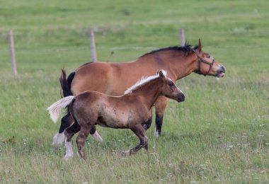 Bir Kestane Karabasanı ve Yavru Taçları Bereketli Yeşil Çayırda Birlikte Yürüyorlar