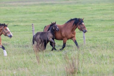 Bir Kestane Karabasanı ve Yavru Taçları Bereketli Yeşil Çayırda Birlikte Yürüyorlar