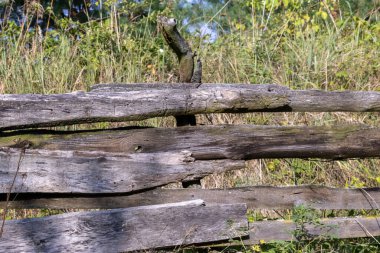 Doğal Alanda Ahşap Çit