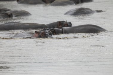 Kenya, Afrika 'da suda bir grup su aygırı.